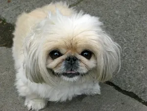 Peki2_400