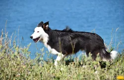 dogvision