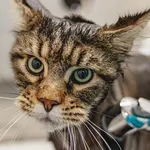 amy