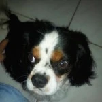 balu