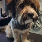 Balu