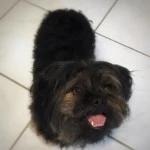 Bobby