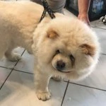 Bruno