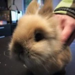 Hasebommel