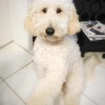 Lou
