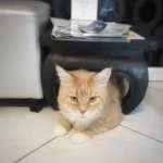 lui