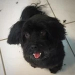 Maya