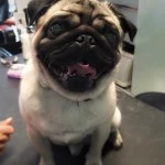 Milo