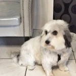 Molly