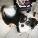 Snoopie