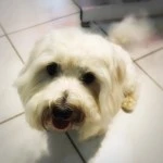 teddy