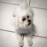Teddy