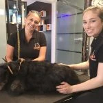 Groomer mit Ketty