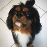 cavalier