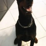 Dobemann