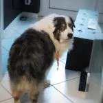 Brutus
