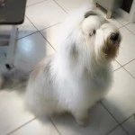 lilly