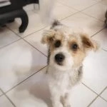 oskar