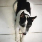 oskar
