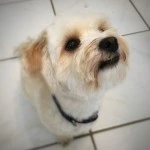Oskar