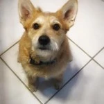 oskar
