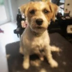pepper