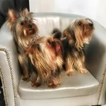 Yorki´s