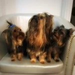 Abidale, Brutus, Idefix