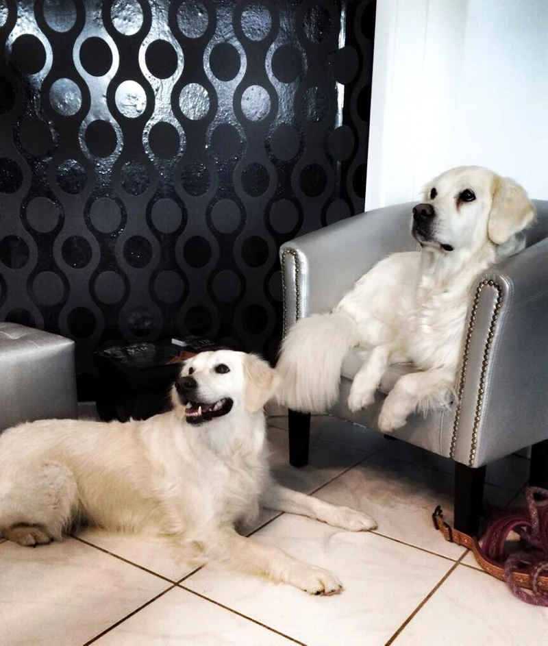 Bei uns chillen Hund & Mensch