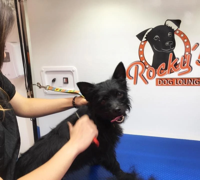 Fellwechsel beim Hund