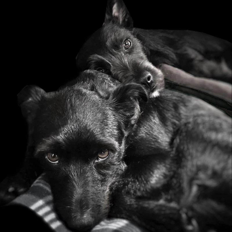 Spendenkampagne für Hunde in Not