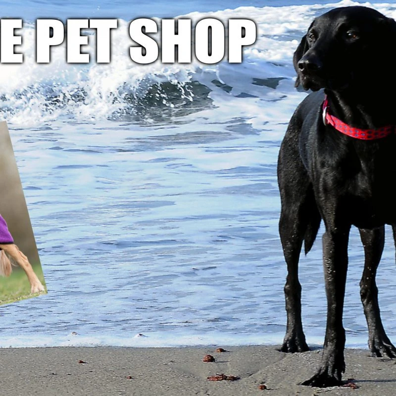 ROCKY´S PET CARE ONLINESHOP